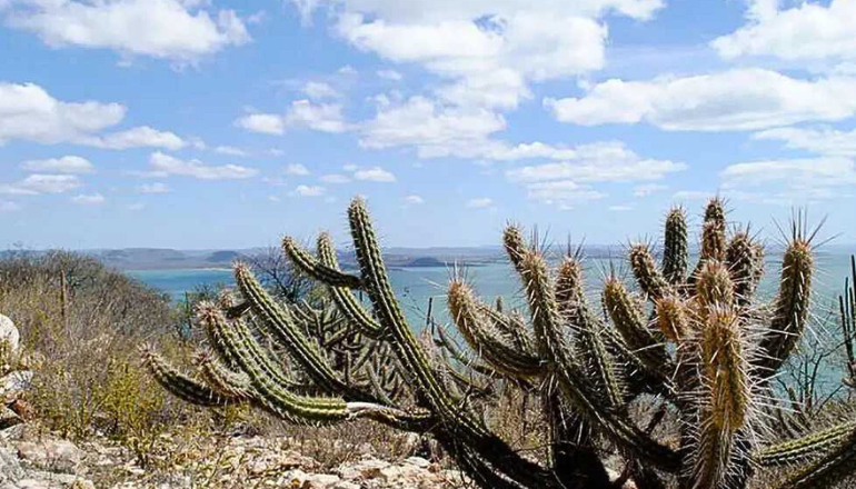 Banco do Nordeste lança edital para estimular recuperação e preservação da caatinga