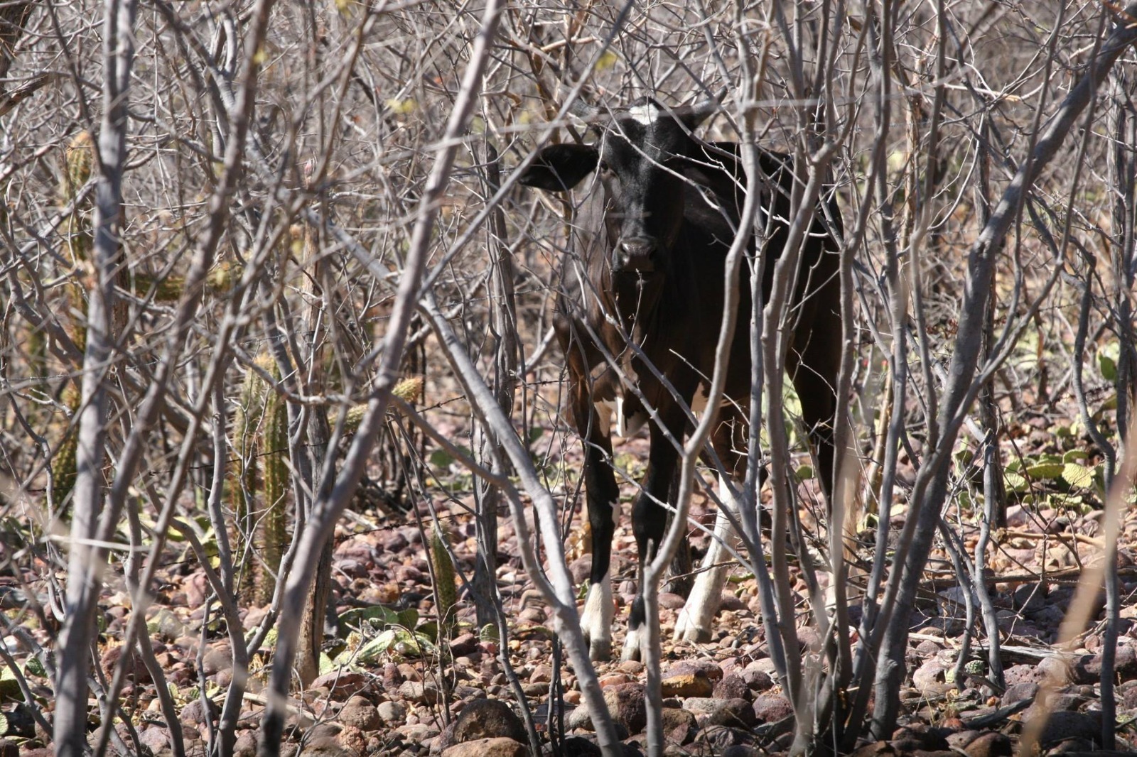 Uma imagem impressionante