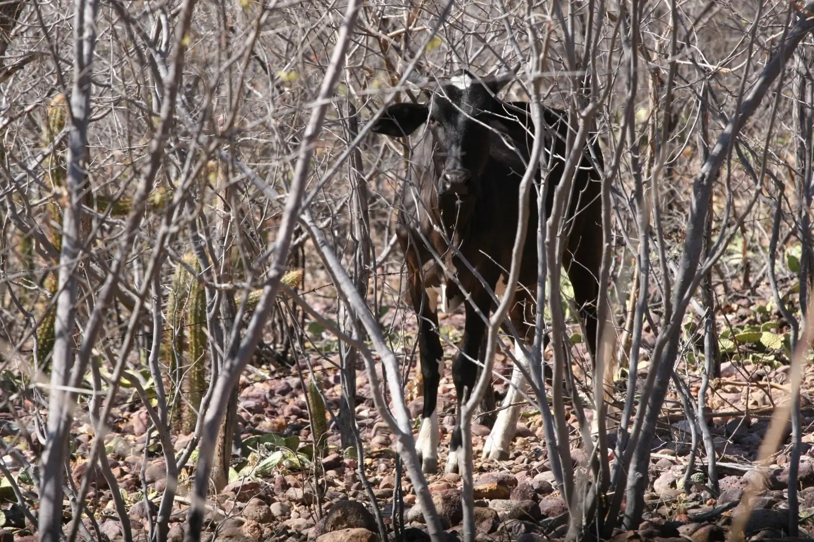 Uma imagem impressionante